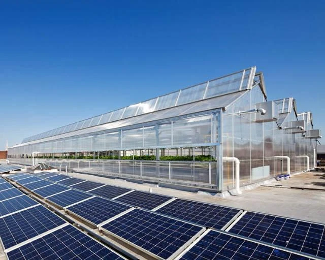 Trồng rau trên nóc siêu thị ảnh 4